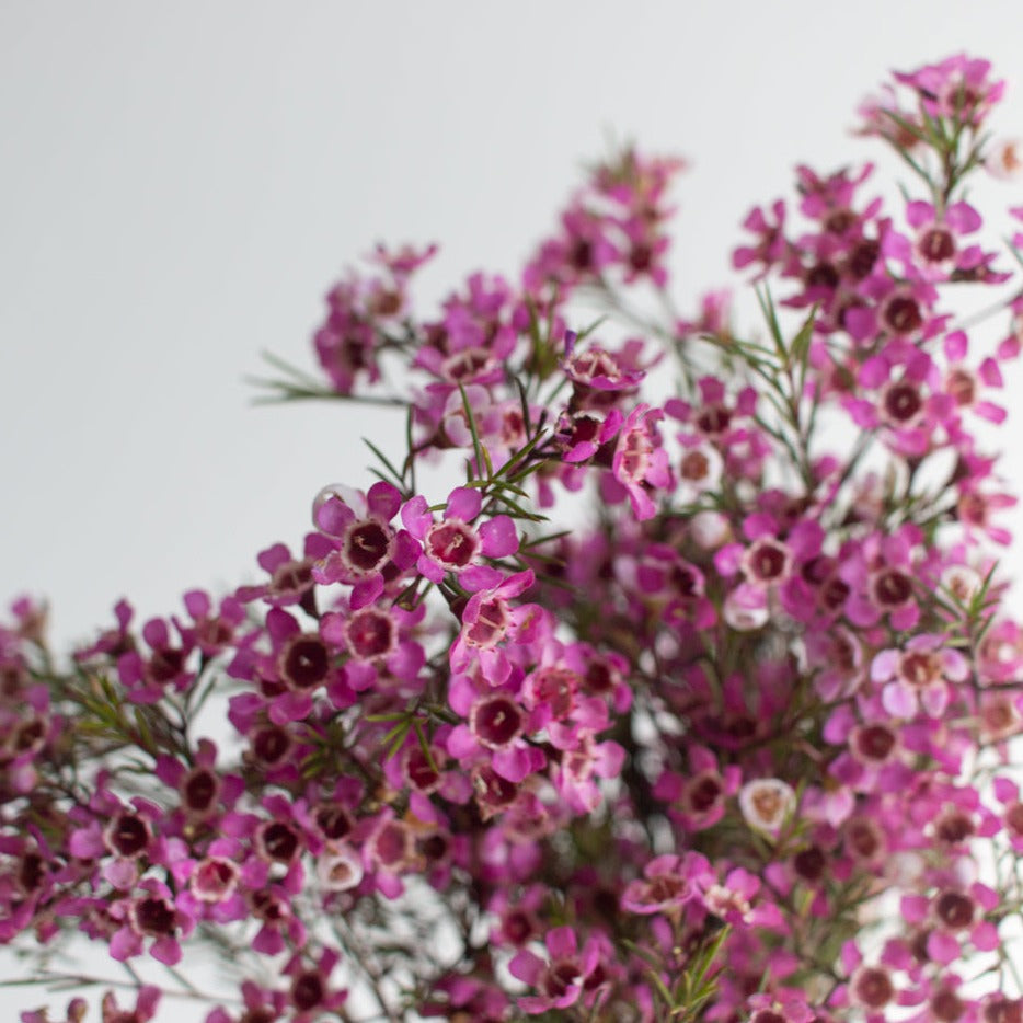 bulk lavender purple wax flower