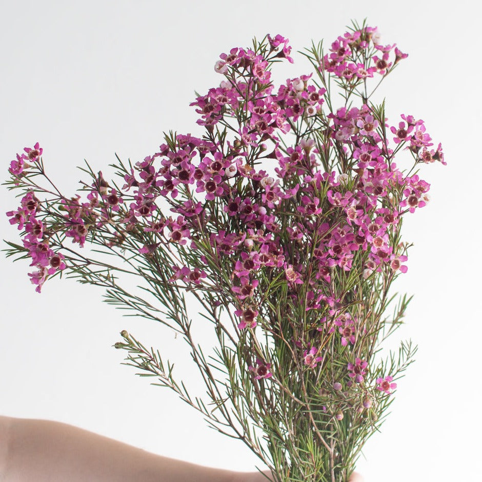 bulk lavender purple wax flower