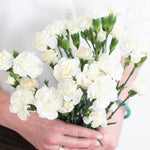 bulk white mini carnations