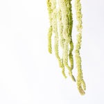 bulk green haning amaranthus