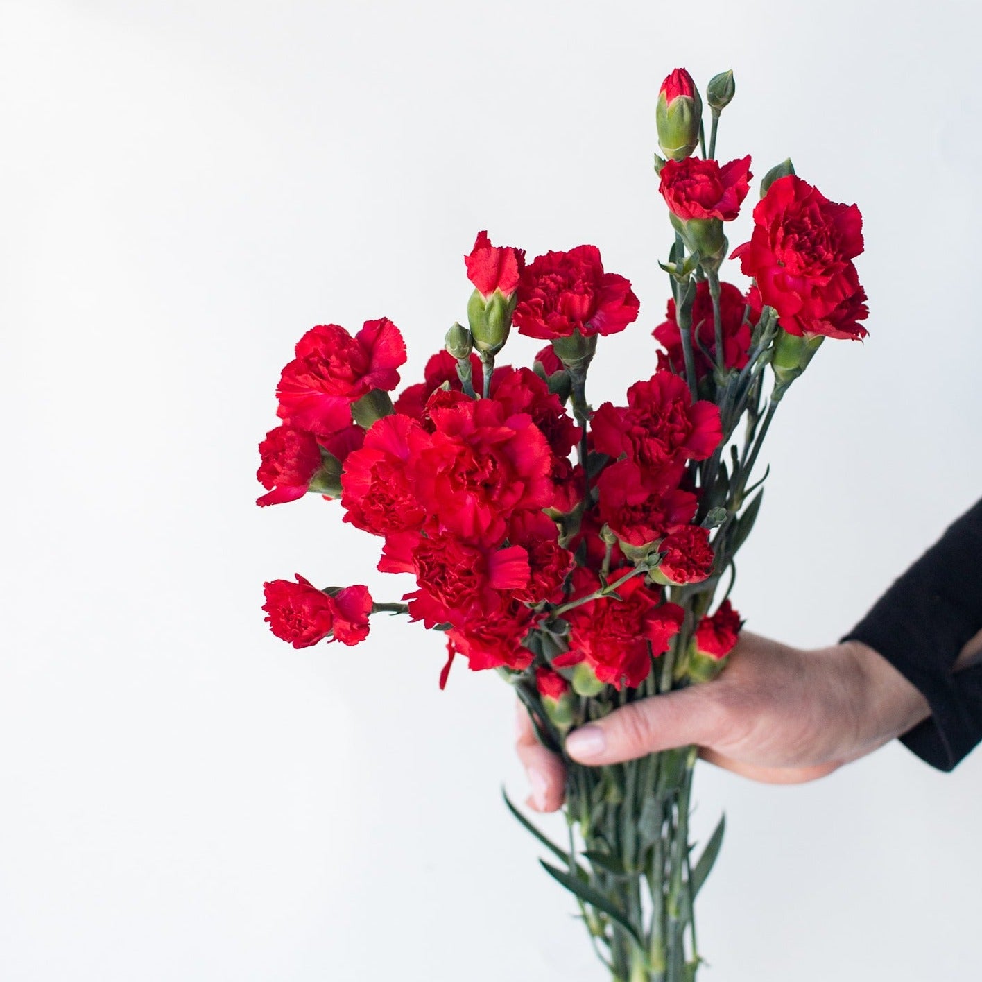 bulk red mini carnations
