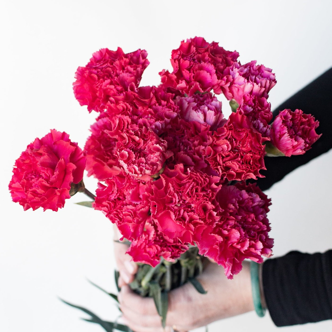 bulk dark pink carnations