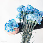 bulk blue carnations