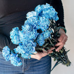 bulk blue carnations