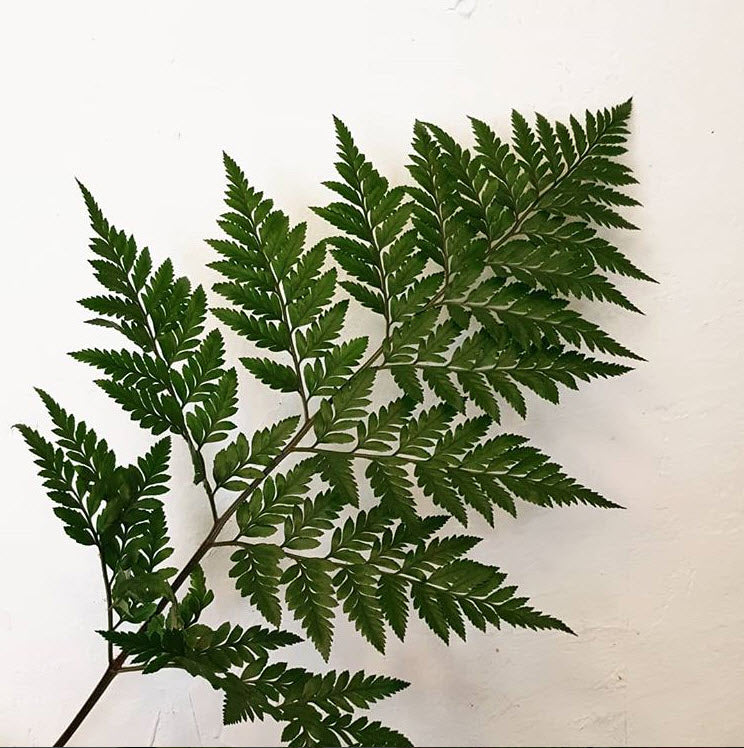 bulk leather leaf fern greenery