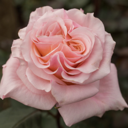 bulk light pink garden roses