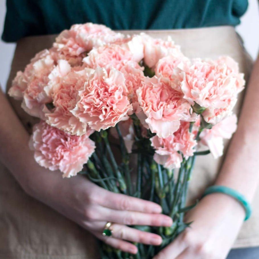 bulk light pink carnations