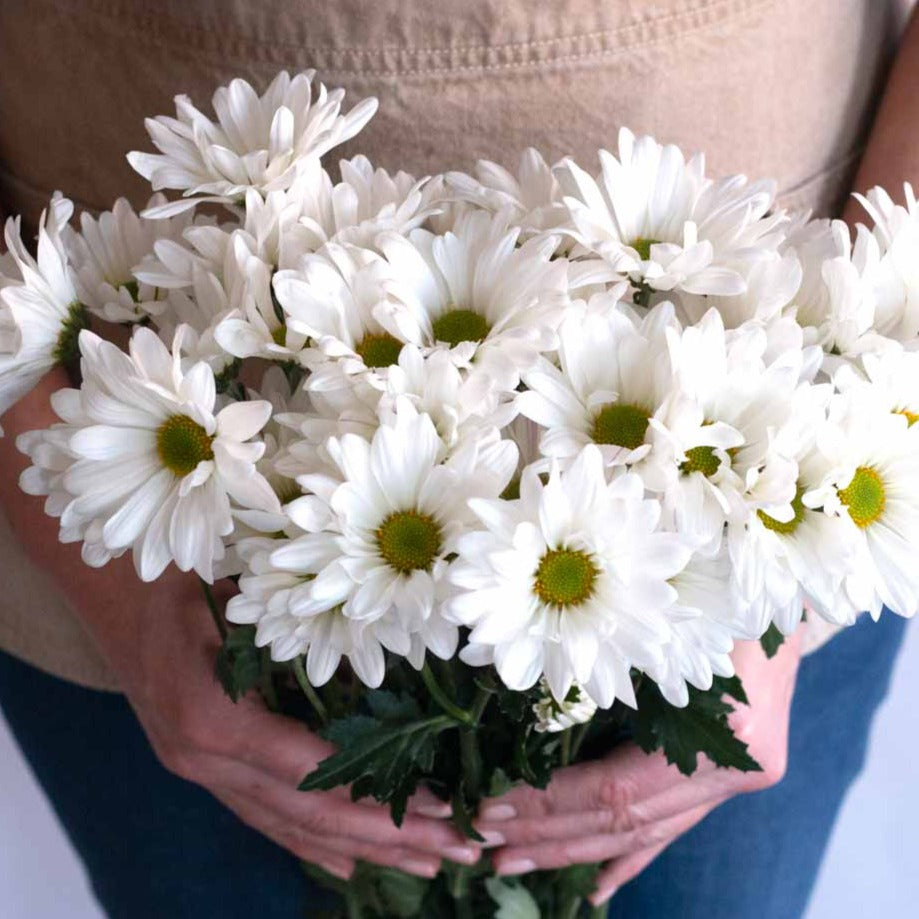 bulk white daisy poms