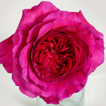 bulk dark pink garden rose